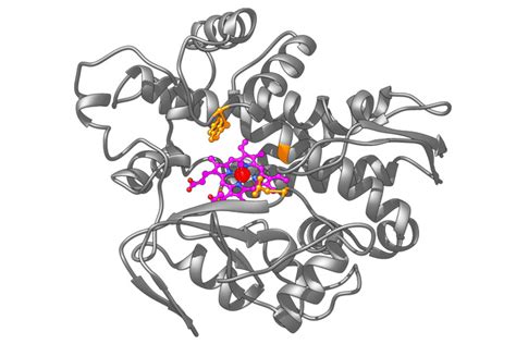 artificial metalloenzyme [IMAGE] | EurekAlert! Science News Releases