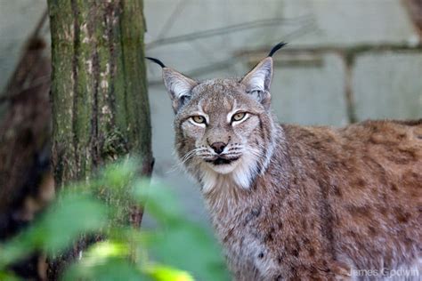 Swedish Lynx Flickr Photo Sharing