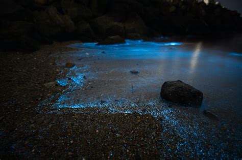 15 Places To See Bioluminescence Pics