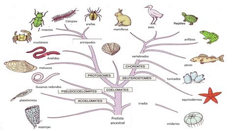 O Que é Sistemática Biologia LIBRAIN