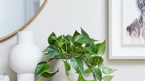 Pothos Plant How To Care For And Propagate The Fuss Free Houseplant House And Garden