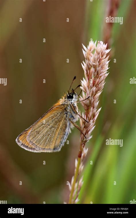 Small Skipper Butterfly Thymelicus Sylvestris Resting On Grass Seed