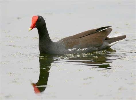 Bill Hubick Photography - Common Moorhen - Common Gallinule (Gallinula ...