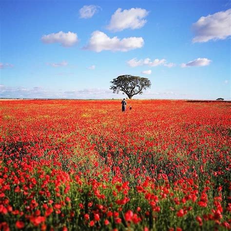 Pt Campo De Papoilas No Alentejo Venham At C Esta Primavera En