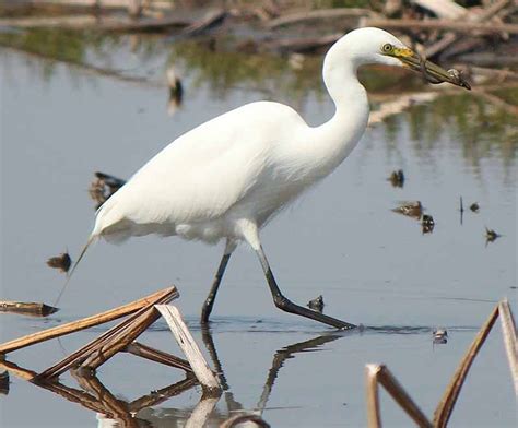 Ardeidae - herons, egrets, bitterns | Wildlife Journal Junior