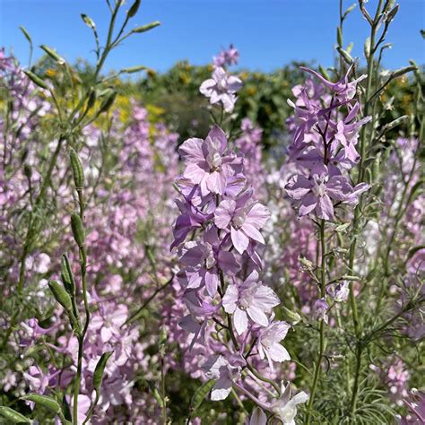 Romersk Riddarsporre Fancy Belladonna Wexthuset