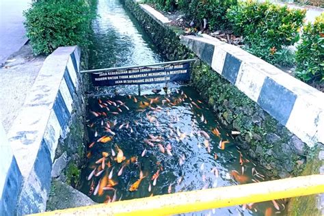 Keren Warga Pamulang Sulap Selokan Jadi Kolam Ikan Pengunjung