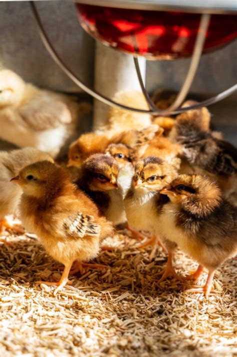 Everything You Need to Know About Brooder Temperature for Baby Chicks ...