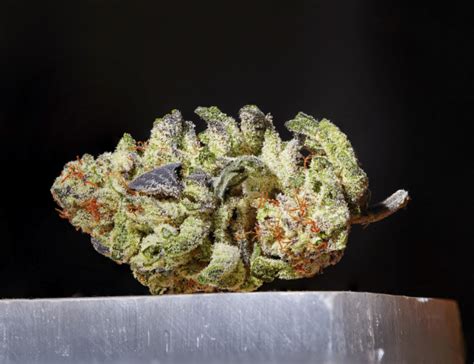 A Comprehensive Review Of GSC Aka Girl Scout Cookies Strain - 420 Vendor List