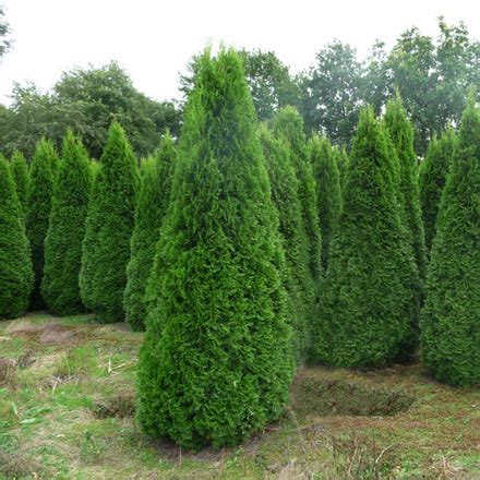 Туя западная Смарагд Thuja occidentalis Smaragd хвойные кустарники