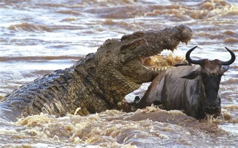 Qual Foi O Maior Crocodilo J Encontrado Onde Ele Vive Mundo Ecologia