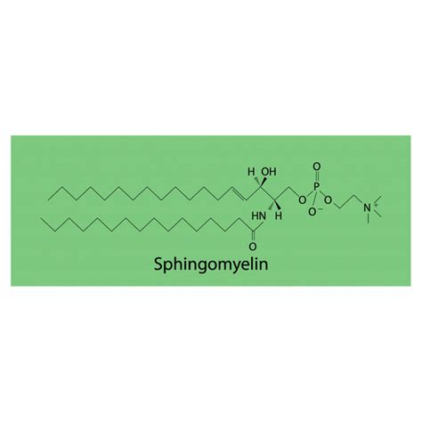 Galactose Free Stock Vectors