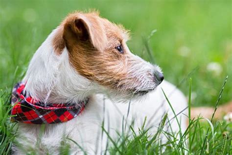 10 Remedios caseros para las pulgas en perros Descúbrelos