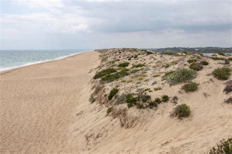 Sand dune vegetation stock image. Image of europe, beachgrass - 119020579