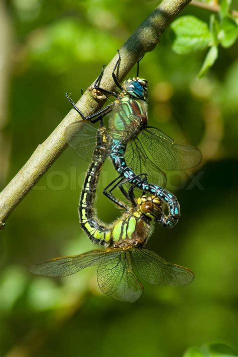 Dragonfly Insect Mating Female Macro Nature Pair Male Odonata Sex Bug Green