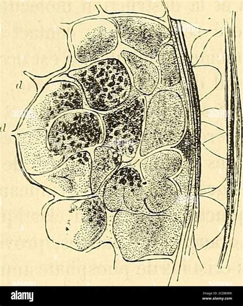 Manuel D Histologie Experimentale El Quelquefois Celles De La