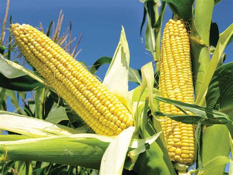 2,4-D Dimethyl Amine salt 58% SL – Cropsafepesticides | Cropsafe ...