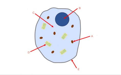 Biology Aerobic And Anaerobic Respiration Flashcards Quizlet