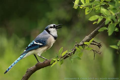 Blue Jay Calls Blue Jays Make A Large Variety Of Calls The Most