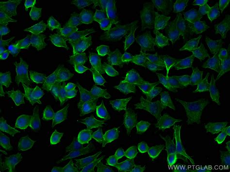 Cd Antibody Ap Proteintech