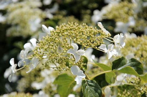 Hydrangea Anomala Subsp Petiolaris Kletterhortensie 10m X 4m