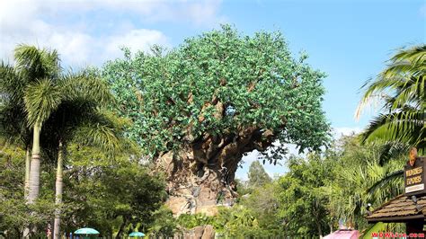 Disney Tree of Life Wallpaper - WallpaperSafari