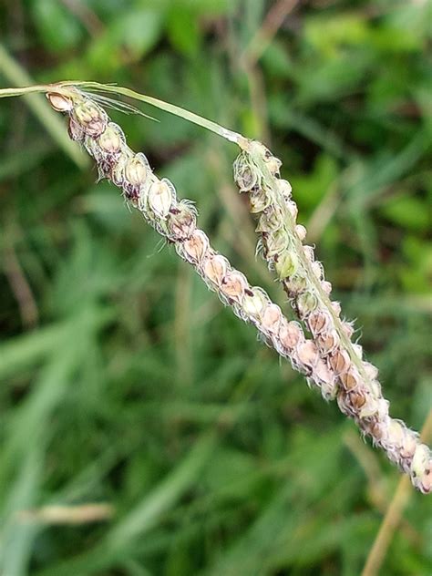 Maryland Biodiversity Project Dallisgrass Paspalum Dilatatum