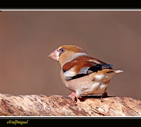 MIS AMIGAS LAS AVES Picogordo Coccothraustes Coccothraustes