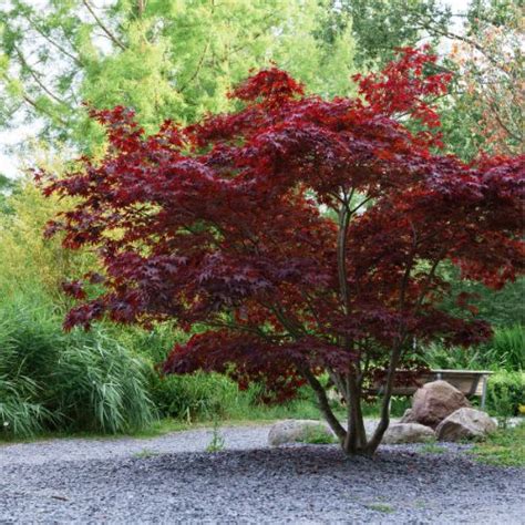 Acer Platanoides Crimson King Cm Clarenbridge Garden Centre