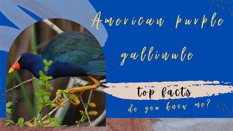 Purple Gallinule Facts Youtube