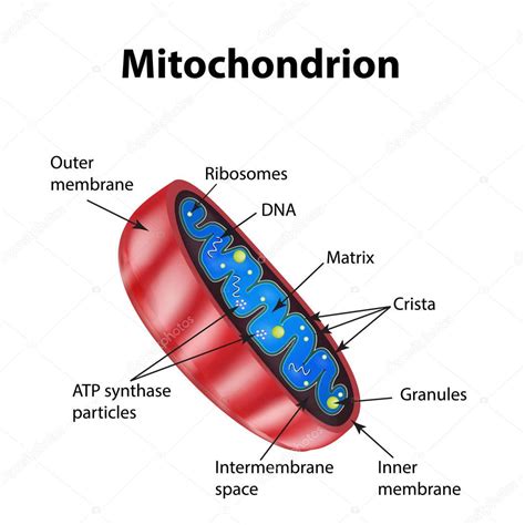 Mitochondria Structure 
