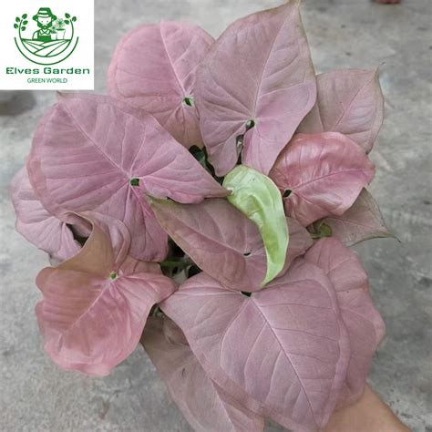 Beautiful Syngonium Infra Red Syngonium Pink 140