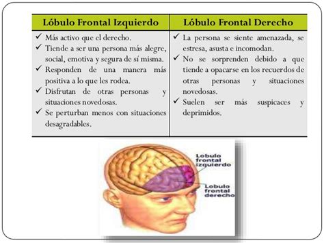 L Bulo Frontal Definici N Amatom A Funci N Reas Lesiones Y Mucho M S