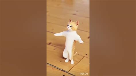 Cute Cat Dance 🩰 Youtube