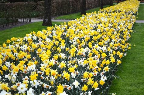 This Daffodil Naturalizing Mix Is Great For Landscaping Beds Boarders