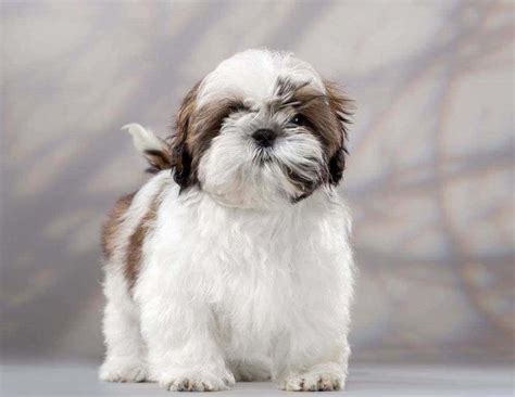 Cute Shih Tzu Puppies Wallpaper