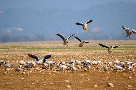 Migratory Birds Throng Pong Dam Wetland Sanctuary Hill Post