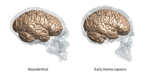 Anatomy Of The Neanderthal Brain Keio Research Highlights