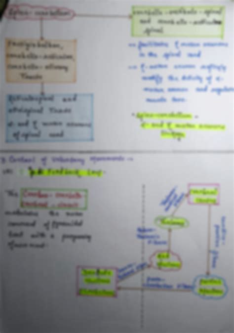 SOLUTION Cerebellum Functions Studypool