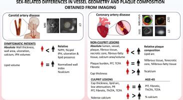 Sex Related Differences In Coronary And Carotid Vessel Geometry Plaque