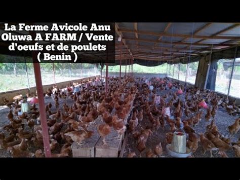 BÉNIN La Ferme Avicole Anu Oluwa A FARM SAMASSICONSEILSELEVAGE YouTube