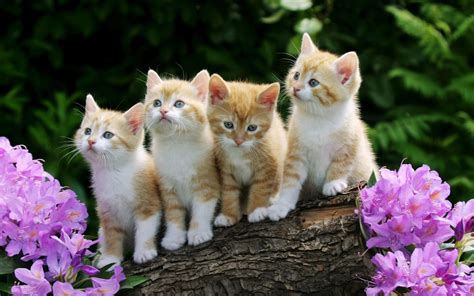 all wallpapers: little kiten hd wallpapers