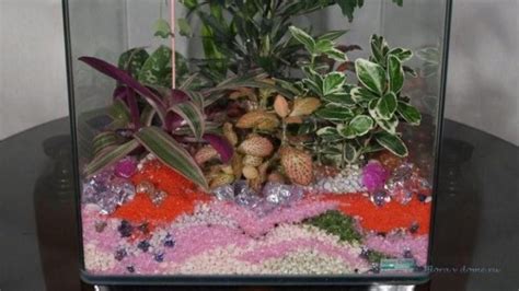 Видове стромант (19 снимки): Magic star и Multicolor, Hortikolor и ...