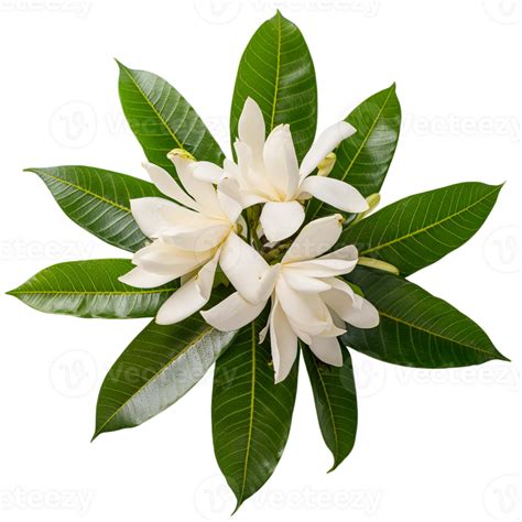 Jasmine Flower Illustration 45384460 Png