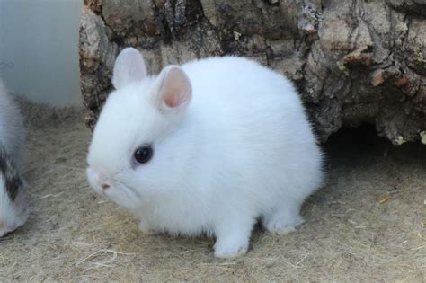 Passion Petits Animaux Elevage De Lapins Cochons D Inde Ballens