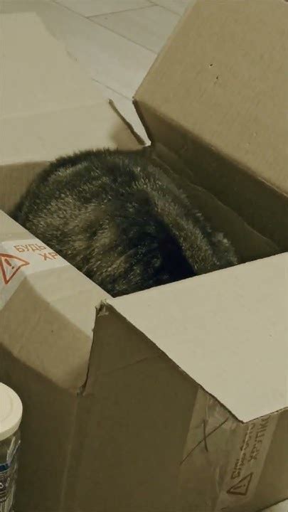 Заманила коробка) Какие-то важные дела) Ловушка для кота) 🐱😎🐆 - YouTube