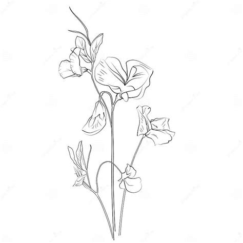 Sweet Pea Flower Sketch And Botanical Illustration Sweet Pea Flower