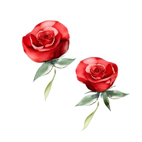 Premium Vector Watercolor Red Roses Head Set Isolated White