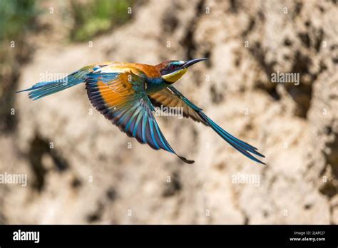 European Bee Eater Merops Apiaster In Flight In Front Of A Steep