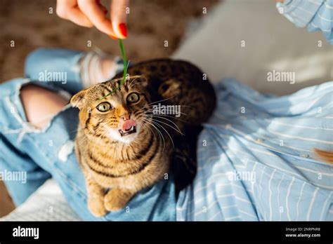 Jeune Blonde Souriante Jouant Mignon Green Eyed Scottish Tabby Cat Qui S Assoit Sur Ses Genoux